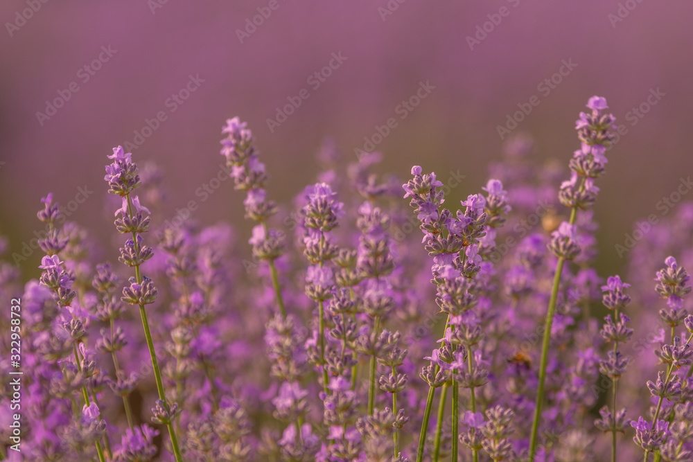 Fototapeta premium Close up of a beautiful lavander field in the summer time, Gorun, Bulgaria