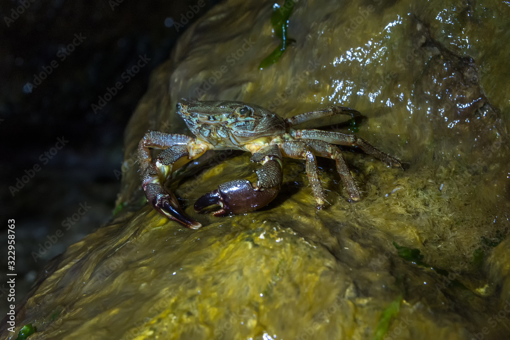 Close-up of a Marbled Rock Crab Pachygrapsus Marmoratus standing on a rock and eating in the night,Vama Veche, Black Sea, Romania Close-up of a Marbled Rock Crab Pachygrapsus Marmoratus standing on a rock and eating in the night,Vama Veche, Black Sea, Romania