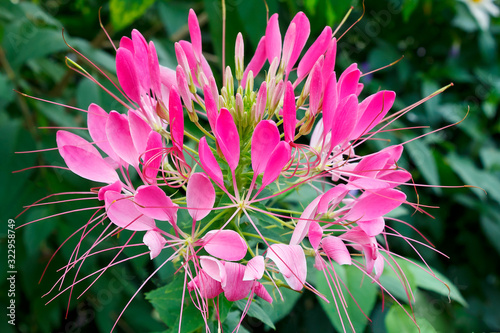 Close-up of pink spider plant flowers, on dark green background. photo