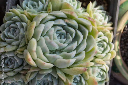 succulent plants,Echeveria lauixlindsayana