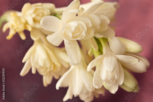 Фотография Close-up of white tuberose flowers, in front of a soft red background