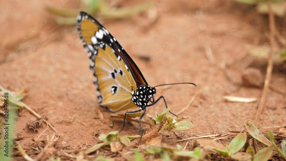 Close up of an African Tiger Butterfly resting on the red earth before suddenly flying away.