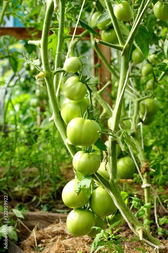 green tomatoes growing in the garden