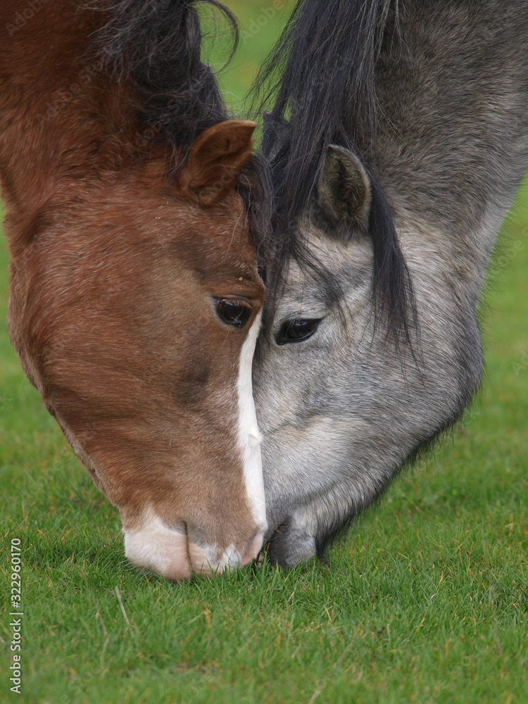 Fototapeta premium Two Ponies Grazing