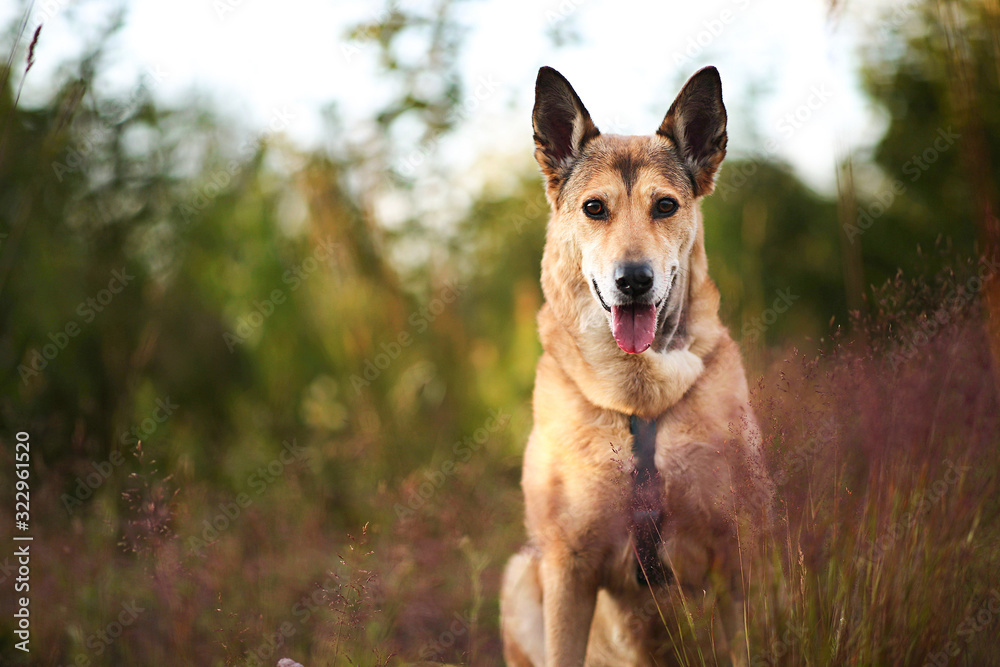 Happy dog sitting in nature at summer day Happy dog sitting in nature at summer day