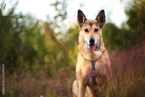 Happy dog sitting in nature at summer day