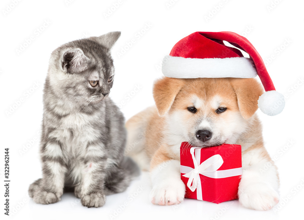 Cat and Akita inu puppy wearing a red christmas hat sit together with gift box. isolated on white background