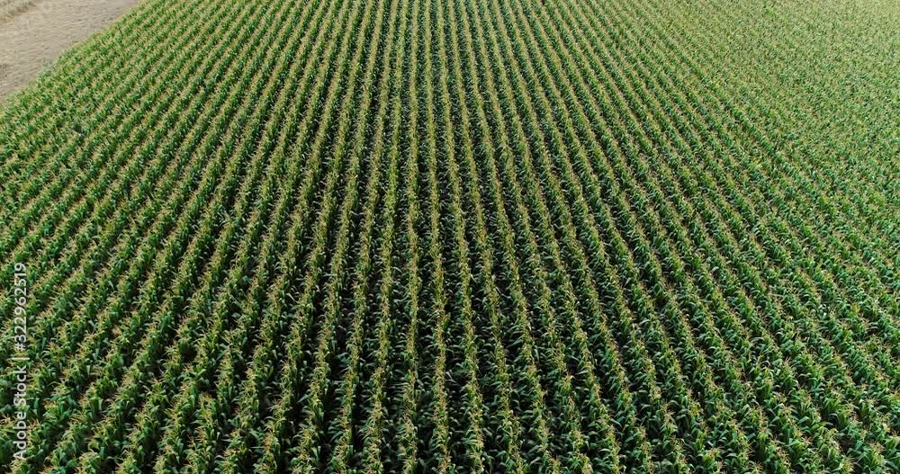 Agriculture Aerial Shot of Corn Field Agriculture Aerial Shot of Corn Field