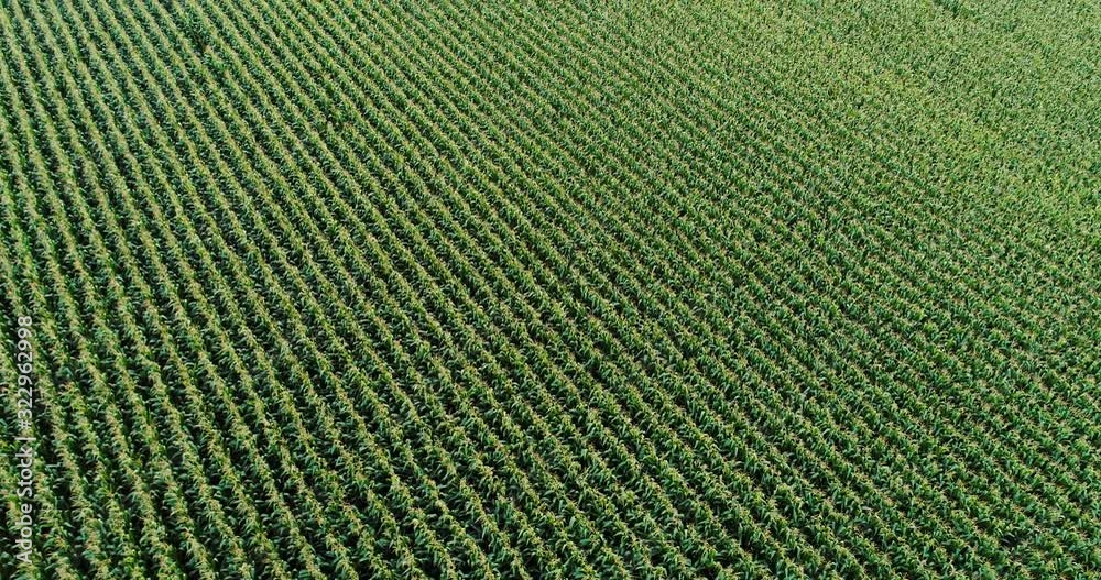 Agriculture Aerial Shot of Corn Field