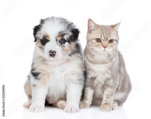 Adult british cat sits with Australian shepherd puppy together. isolated on white background