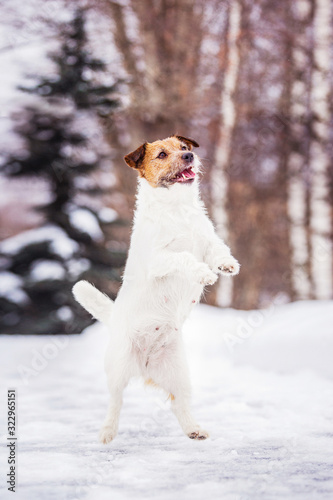 Fototapeta Naklejka Na Ścianę i Meble -  jack russell terrier