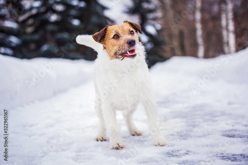 jack russell terrier © Yulianna