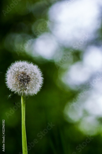 Summer flower