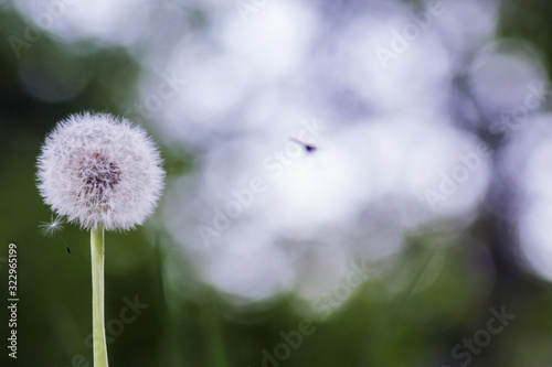 Summer flower