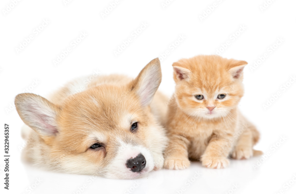Sleepy Pembroke welsh corgi puppy and tiny kitten lie together. isolated on white background