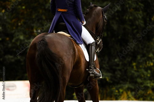 Dressurpferd und Reiterin von Hinten © Talitha
