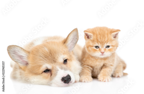 Sleepy Pembroke welsh corgi puppy and tiny kitten lie together. isolated on white background