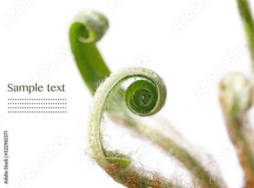Beautiful fern fronds up close against white background (shallow depth of field)