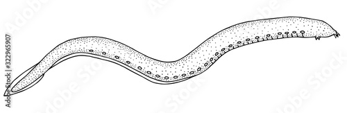 Atlantic hagfish. Black hand drawn realistic outline vector image.