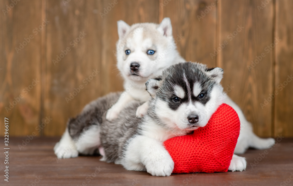 Two siberian husky puppies hug and lie with red heart on wooden background
