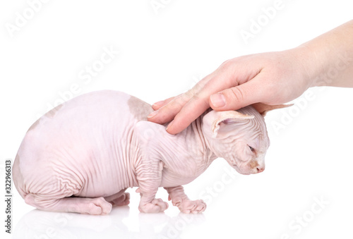 Hand of person strokes head of a sphynx cat. isolated on white background © Ermolaev Alexandr