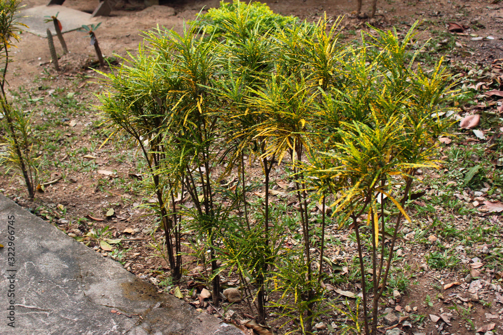 Codiaeum variegatum, or garden croton plant Codiaeum variegatum, or garden croton plant