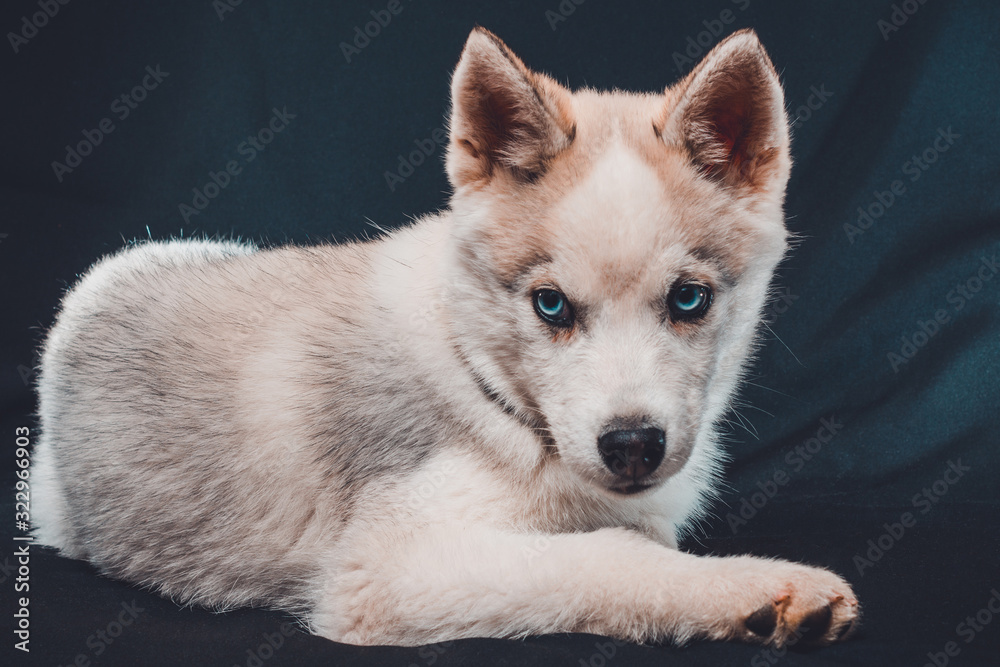 Brown husky puppy on black background with bright blue eyes.