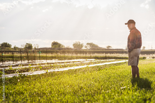 Farmer looking over his fields at the end of a summer day. Laurel, Montana, USA photo