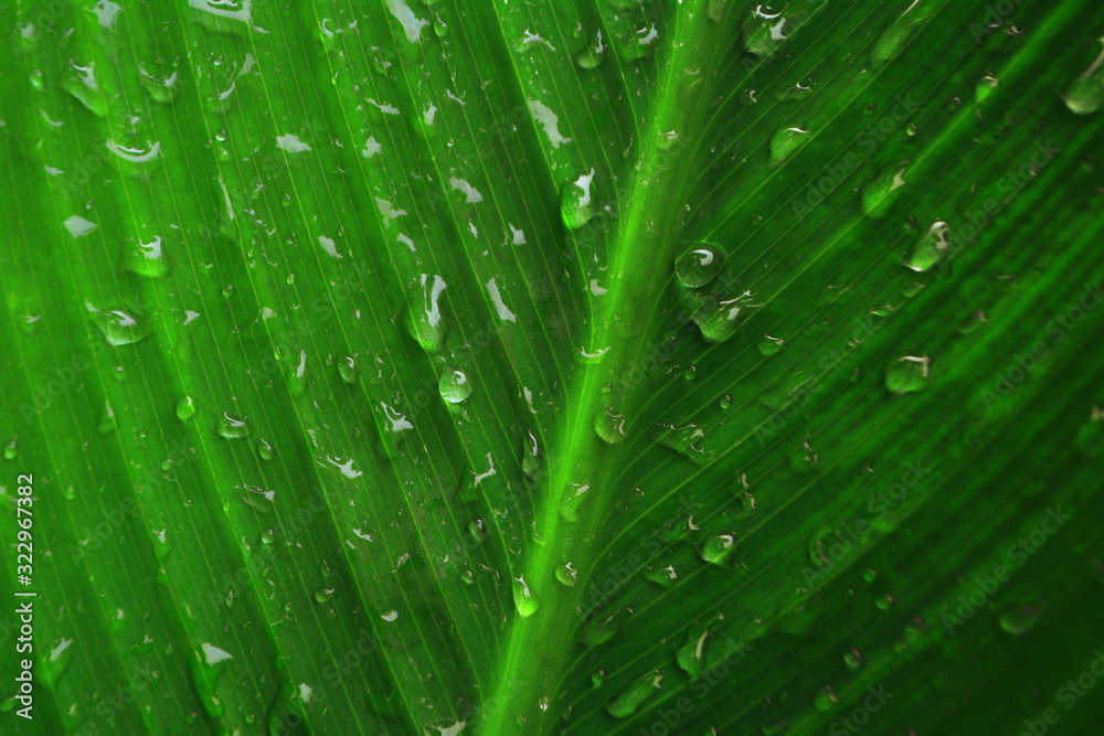 water drop ,dew drops on green leaf texture fresh spring nature background water drop ,dew drops on green leaf texture fresh spring nature background