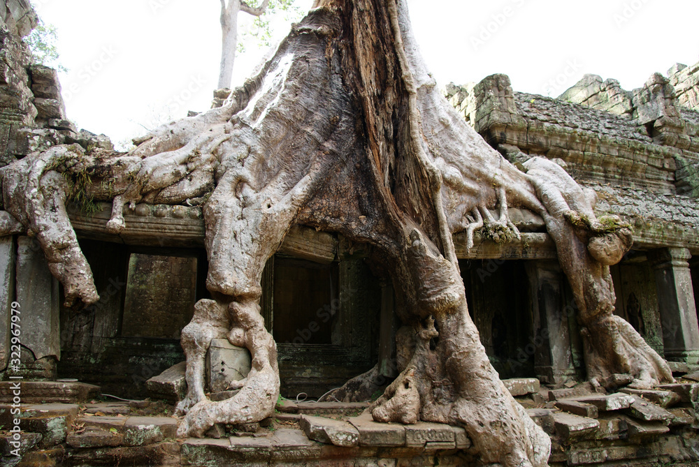 trees growing between temples and conquering temples