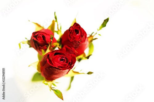 Three red roses on white background 1