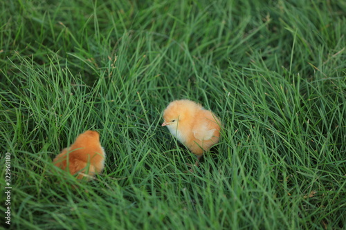 Chickens in the Green Lawn