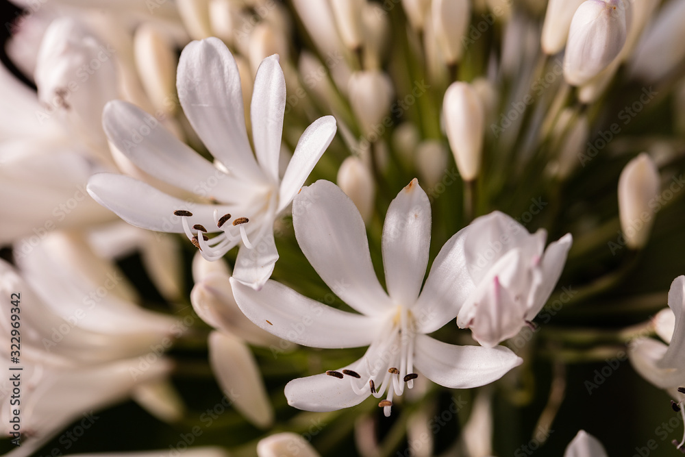 Flower Flower