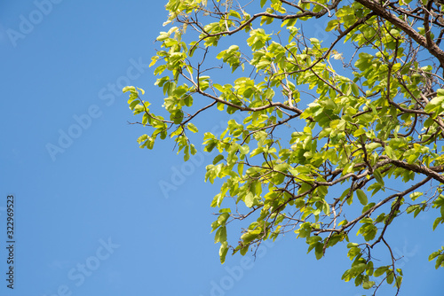 Green leaf of tree on blue background.