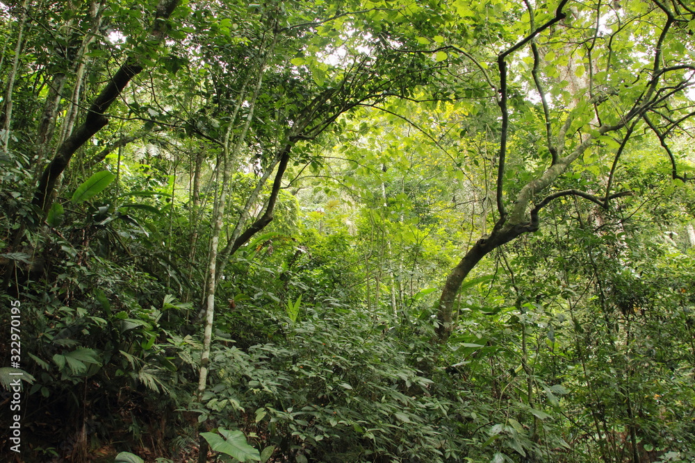 Exuberant nature inside a tropical rainforest