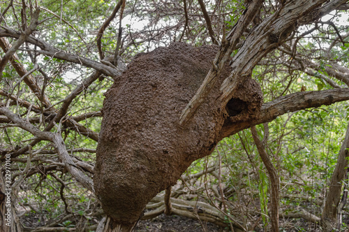An arboreal termite nest in a tropical forest.