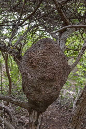 An arboreal termite nest in a tropical forest.