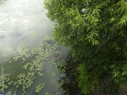 Overgrown river