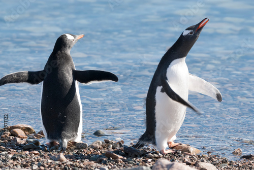  Gentoo Penguin, Antartica