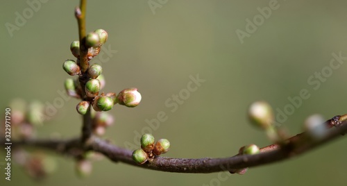 Photos Bourgeons