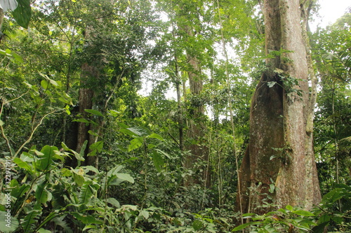 Exuberant nature inside a tropical rainforest