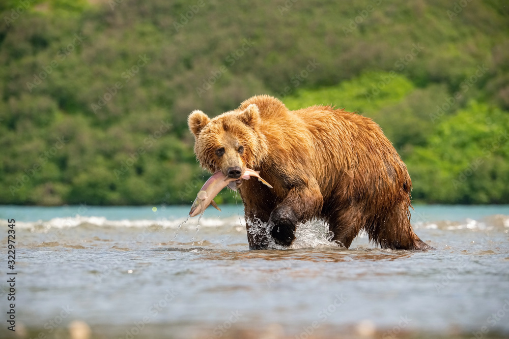 The Kamchatka brown bear, Ursus arctos beringianus catches salmons at Kuril Lake in Kamchatka, in the water The Kamchatka brown bear, Ursus arctos beringianus catches salmons at Kuril Lake in Kamchatka, in the water