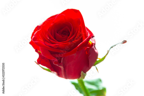 Red rose flower isolated over white