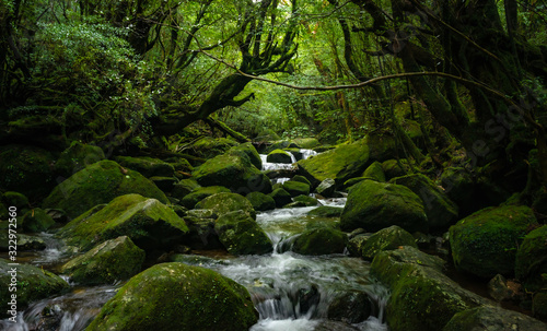 苔むす屋久島　世界遺産屋久島の風景