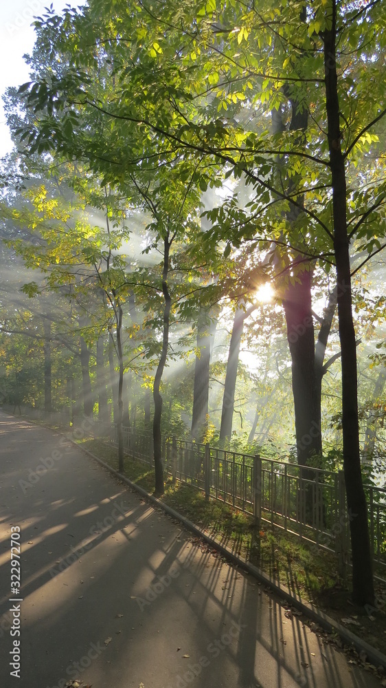 Obraz premium road in forest