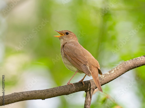 The thrush nightingale (Luscinia luscinia), also known as the sprosser, is a small passerine bird family Muscicapidae. photo