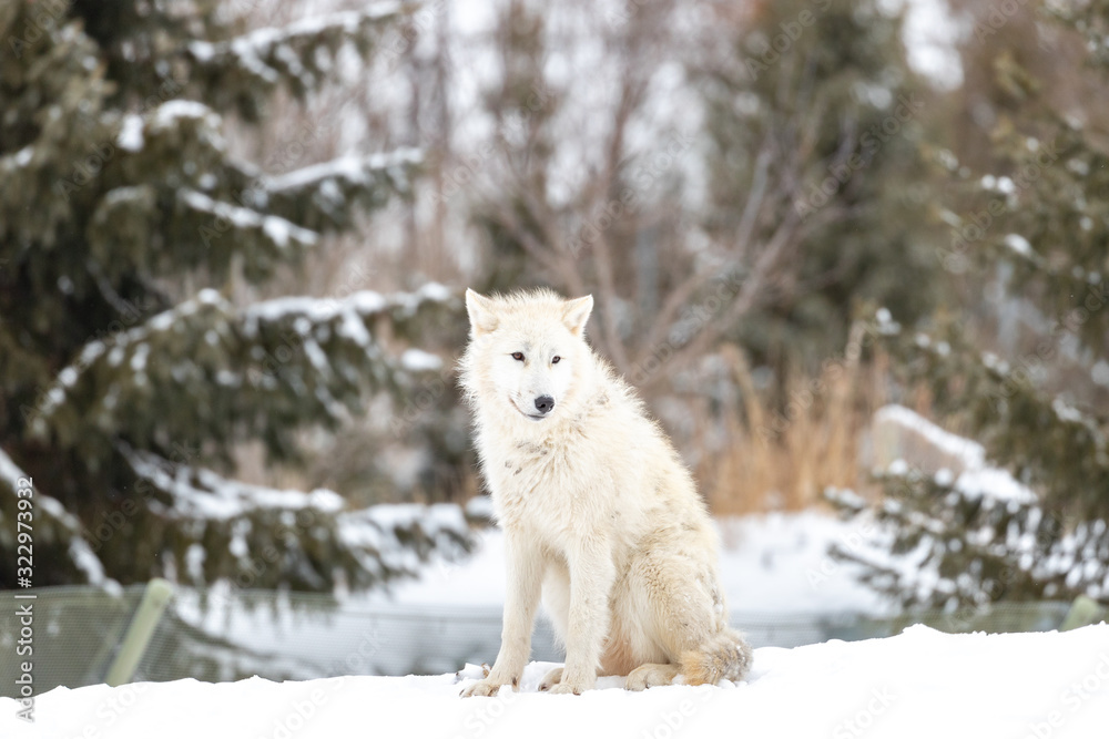 Fototapeta premium Photo of Arctic Wolf