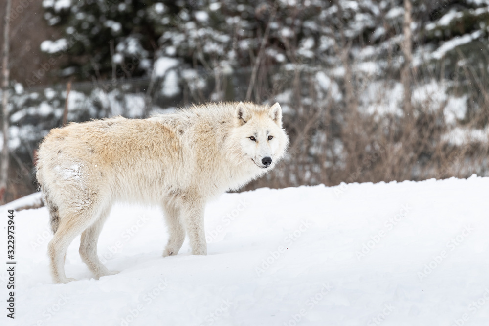 Obraz premium Photo of Arctic Wolf