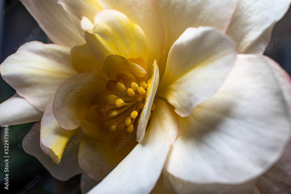 Obraz premium makro of a bright white and yellow begonia