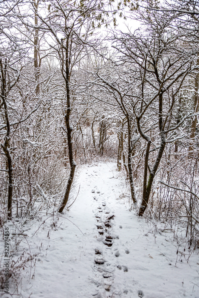 A Snowy Wonderland A Snowy Wonderland